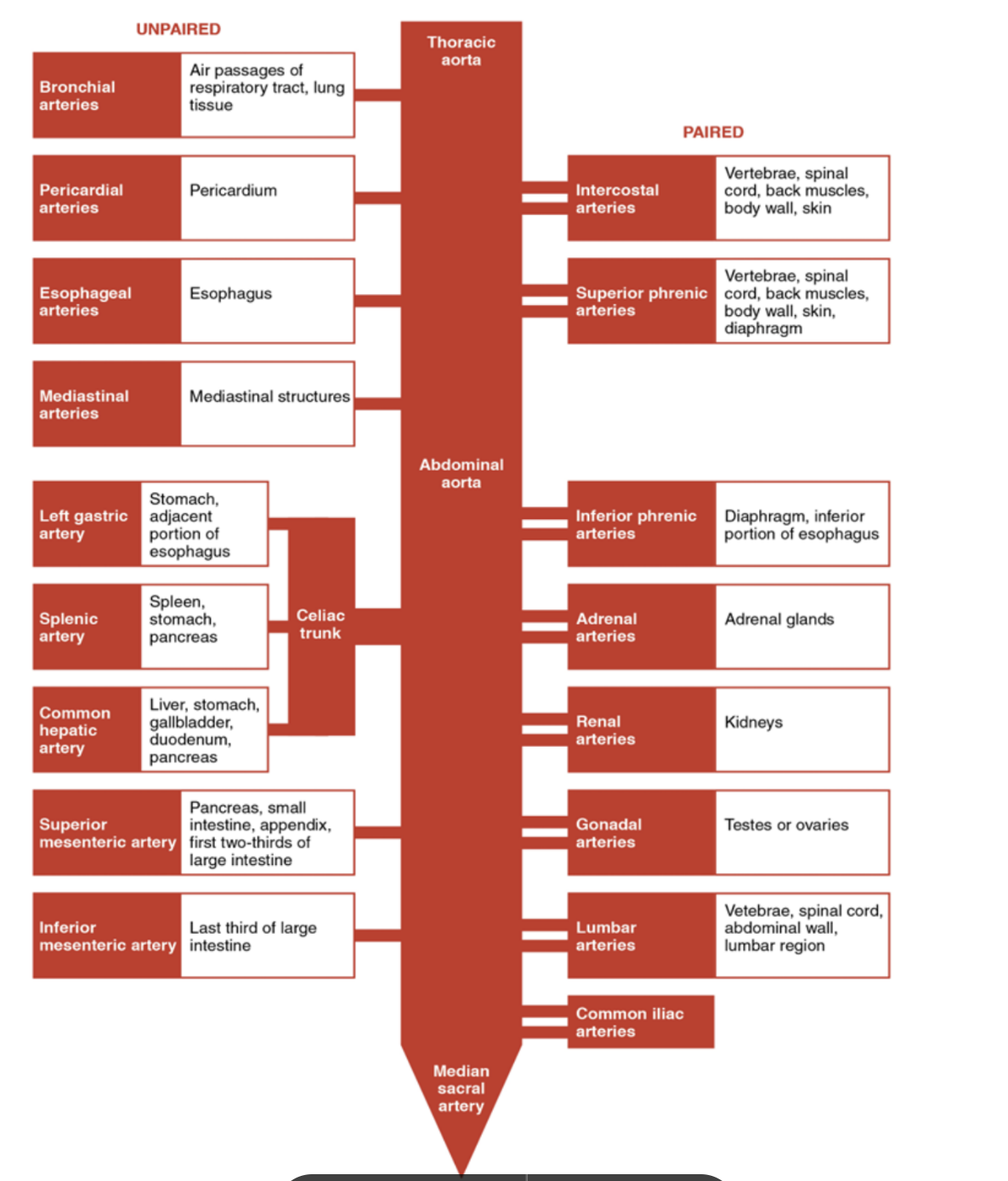 <ul><li><p>Foregut, midgut, hindgut, vascularized by celiac artery, SMA, IMA, respectively thing again — look at diagram</p></li></ul><p><span><img src="https://lh7-us.googleusercontent.com/docsz/AD_4nXcDdD7Js6AlQgZdfZuGqIPT61Mzicfw1QGl_sLwi7Zg6h79N381_noxWBZJ4zSgi9vOzV4Fnm_LVuEUWRI7uyNplvVJqsG1IVhRWN8vNhbghXks9zqxDQB1s5jIsMkWWgI38mykL8D1yAE6NAnR2l3fa4I8?key=4i2cA_E_B47ZL_6a52_cKg" width="438" height="209.859375"></span></p>