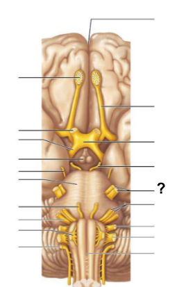 <p><strong>Cranial nerve (V), </strong>the __________ <strong>nerve</strong>, is responsible for <strong>facial sensation and motor control of chewing muscles</strong></p>