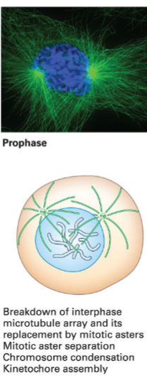 <p><span style="color: #000000">Chromosomes condense, nuclear envelope breaks down by retracting into the ER, spindle poles duplicate, microtubules form the mitotic spindle apparatus, and kinetochore assembles. </span></p>