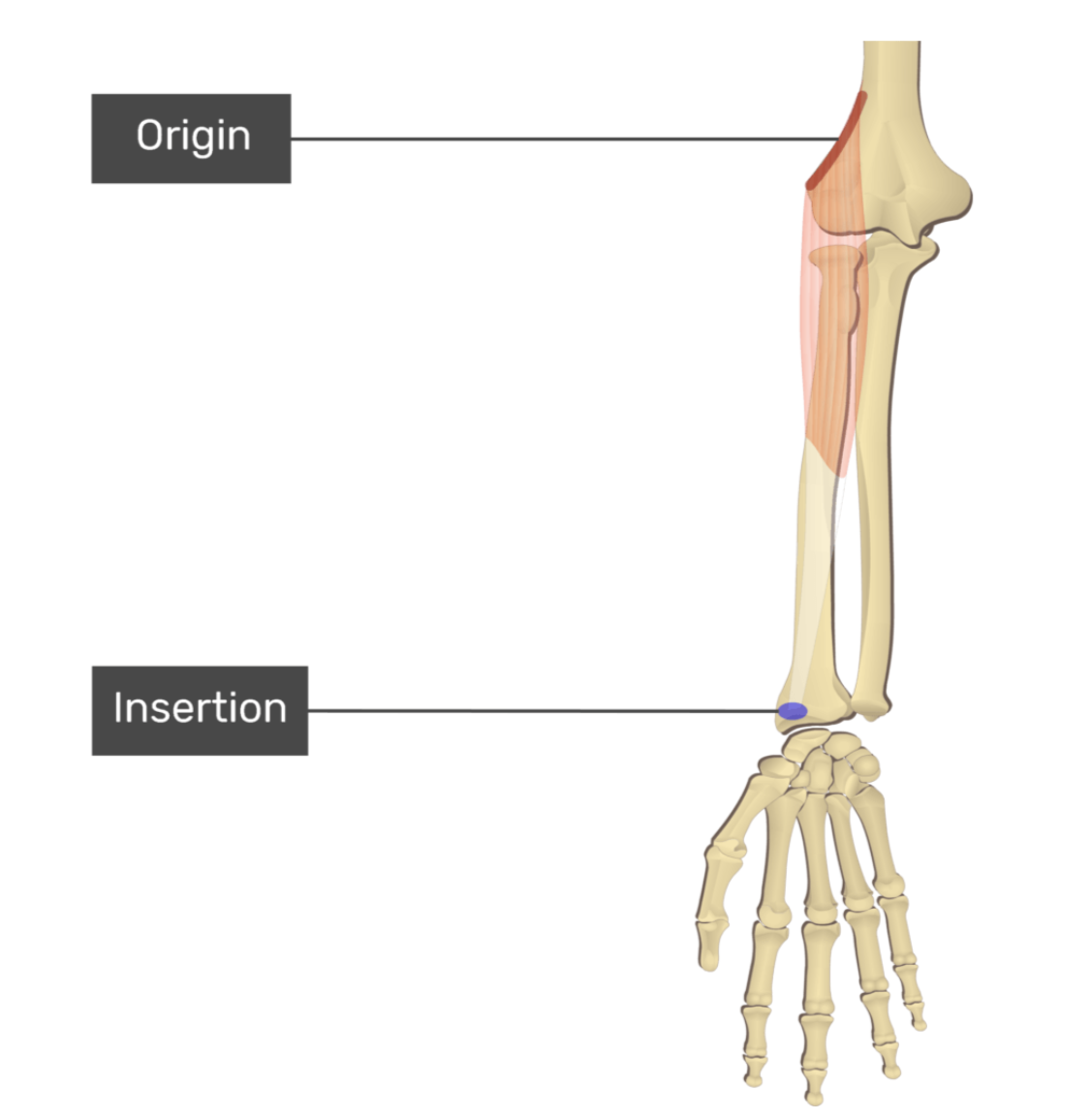 <p>brachioradialis</p>