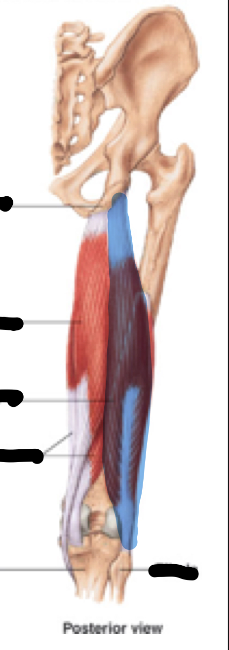 <p>Name, origin, insertion, innervation</p>