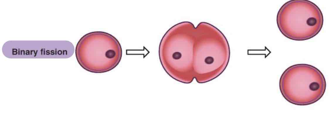 <p>Binary fission</p>