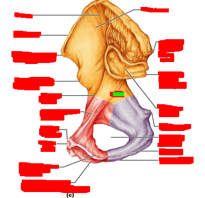 term image