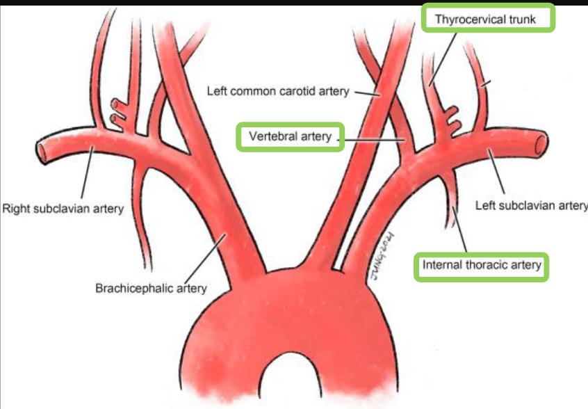 <p>vertebral artery, internal thoracic artery, thyrocervical trunk</p>