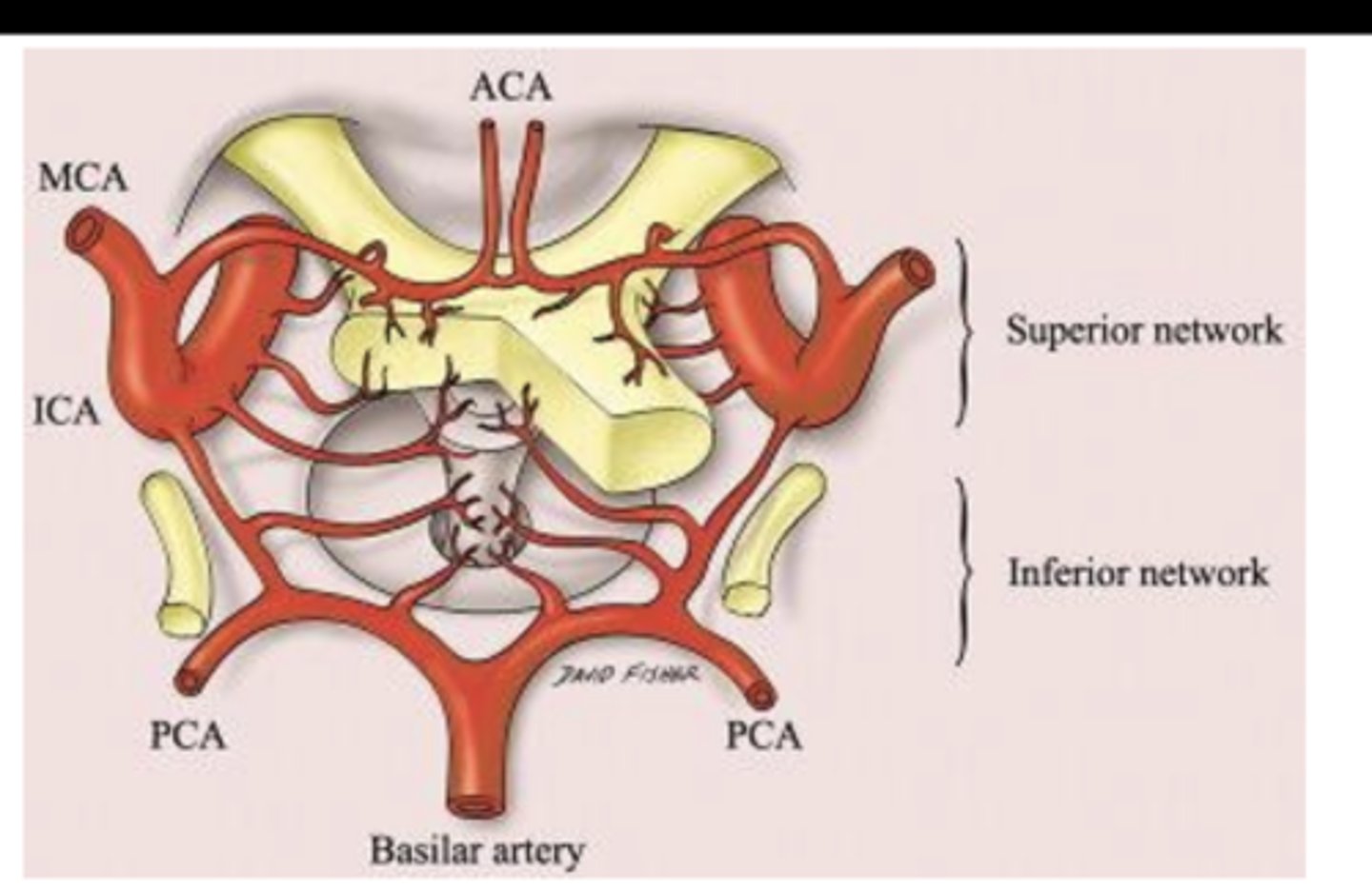 <p>-Anterior cerebral</p><p>-Anterior communicating</p>