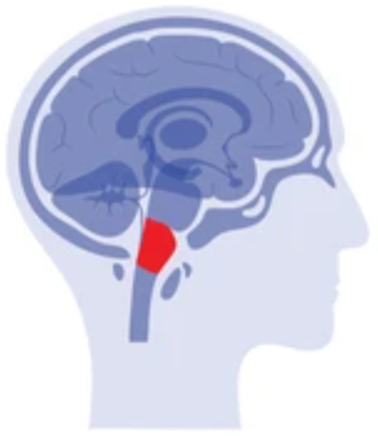 <p>the base of the brainstem</p><ul><li><p>controls heartbeat and breathing</p></li></ul><p></p>