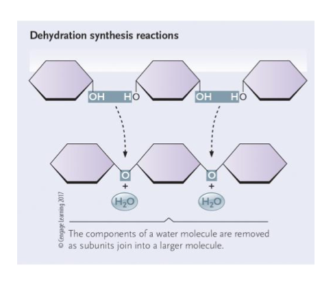 <p>Covalent bond formed between monomers</p><p>Water molecule is lost<br>Requires energy</p><p>Requires enzymes</p>