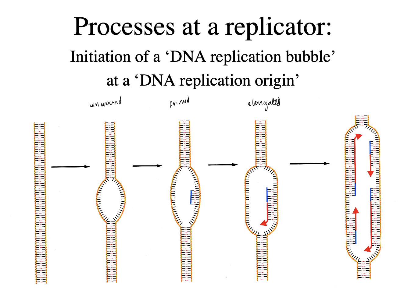 <ol><li><p>unwound</p></li><li><p>primed</p></li><li><p>elongated</p></li></ol><p></p>