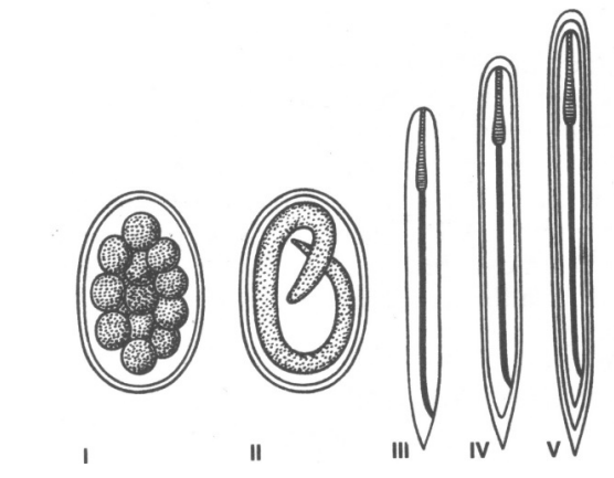 <p>Základní schema životního cyklu parasitických Secernentea:</p>