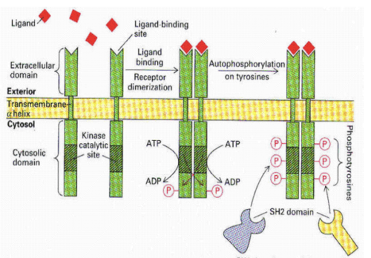 <p>- linked directly or indirectly to an enzyme (or enzymatic activity)</p><p>- signal transduction requires this enzyme/enzyme activity</p><p>- slow acting (hours-days) </p>