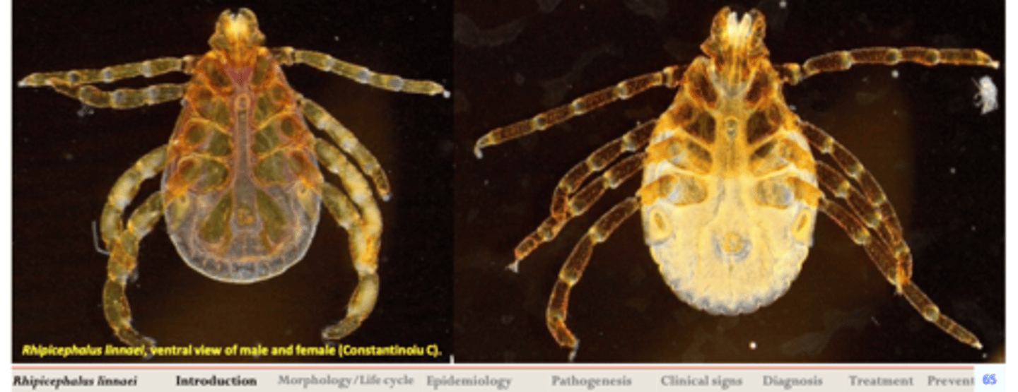 <p>Rhipicephalus linnaei is unusual among ticks, in that it can complete its entire life cycle indoors;</p><p>Because of this, it can establish populations in colder climates  found in much of the world;</p>