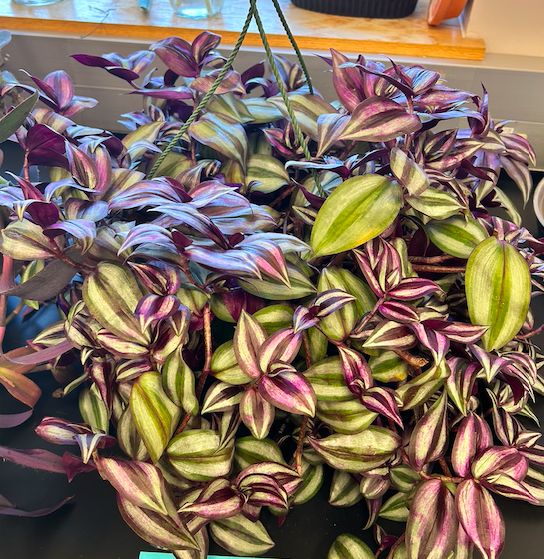 <p><span style="background-color: transparent;"><span>Order? Family?</span></span></p>