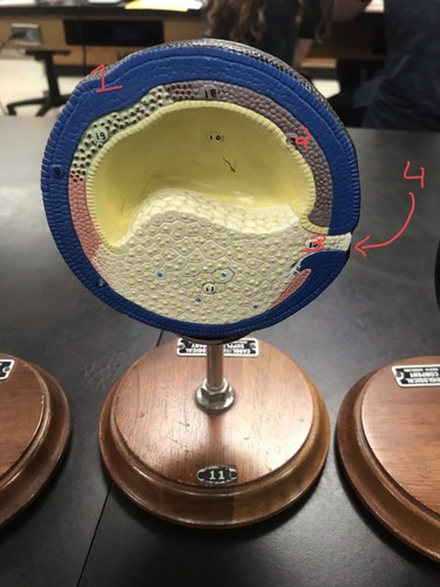 <p>For the following model, give the following:</p><p>1) stage of embryonic development</p><p>2) structures in numerical order</p>
