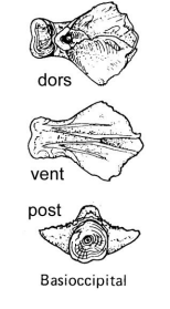 <p>The bone at the base of the skull.</p>