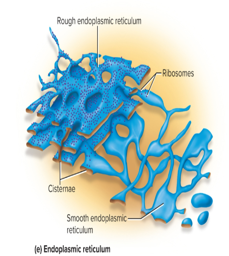 <p>a system of interconnected channels called <strong>cisternae</strong> that is enclosed by a membrane</p><p>functions: synthesizes steroids and other lipids, manufactures cell membranes, and <strong>produces proteins</strong></p>