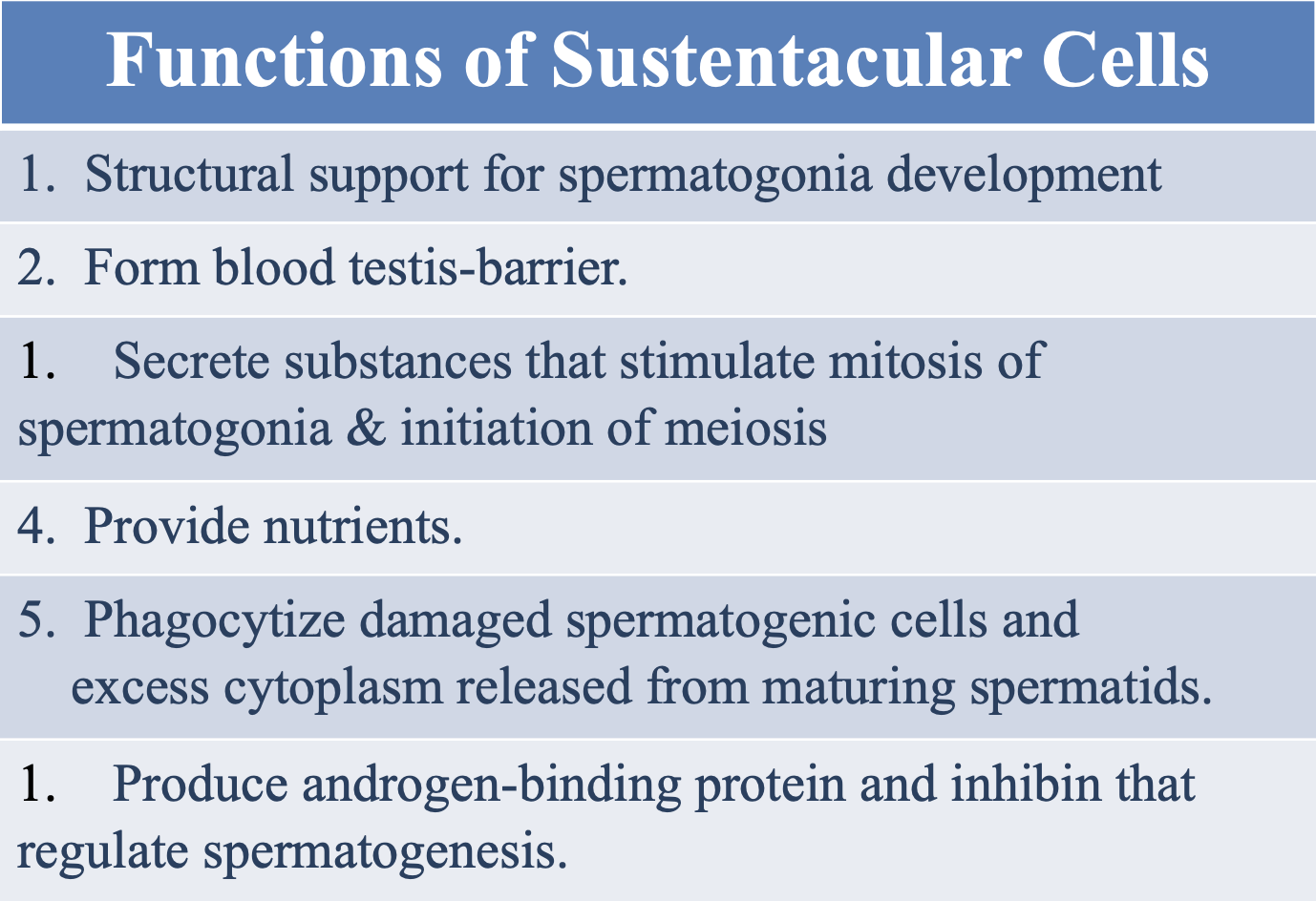 <ol><li><p>Provide <strong>structural support</strong> for spermatogonia development</p></li><li><p>Form the <strong>blood testis-barrier</strong></p></li><li><p><strong>Secrete substances</strong> that stimulate the mitosis of spermatogonia and the initiation of meiosis</p></li><li><p><strong>Provide nutrients</strong></p></li><li><p><strong>Phagocytize</strong> damaged spermatogenic cells and excess cytoplasm released from maturing spermatids</p></li><li><p><strong>Produce</strong> androgen-binding proteins and inhibin that regulate spermatogenesis</p></li></ol><p></p>