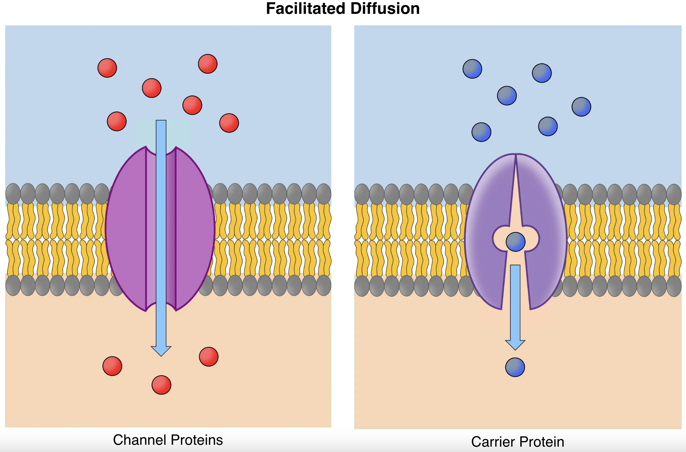 <p>facilitated diffusion definition</p>