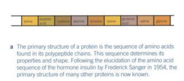 <ul><li><p>The primary structure → the sequence of amino acids in a polypeptide chain.</p></li><li><p>Amino acids are linked by peptide bonds via condensation reactions.</p></li><li><p>This sequence is determined by the DNA base sequence.</p></li><li><p>The order of amino acids determines how the protein will fold into secondary and tertiary structures, and thus determines its function.</p></li></ul><p></p>