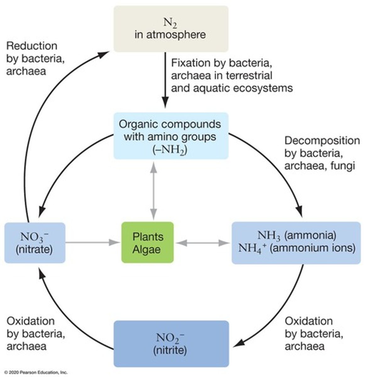 <p>Conversion of atmospheric nitrogen into usable forms.</p>