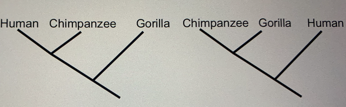 Are these phylogenetic trees related? Why? 