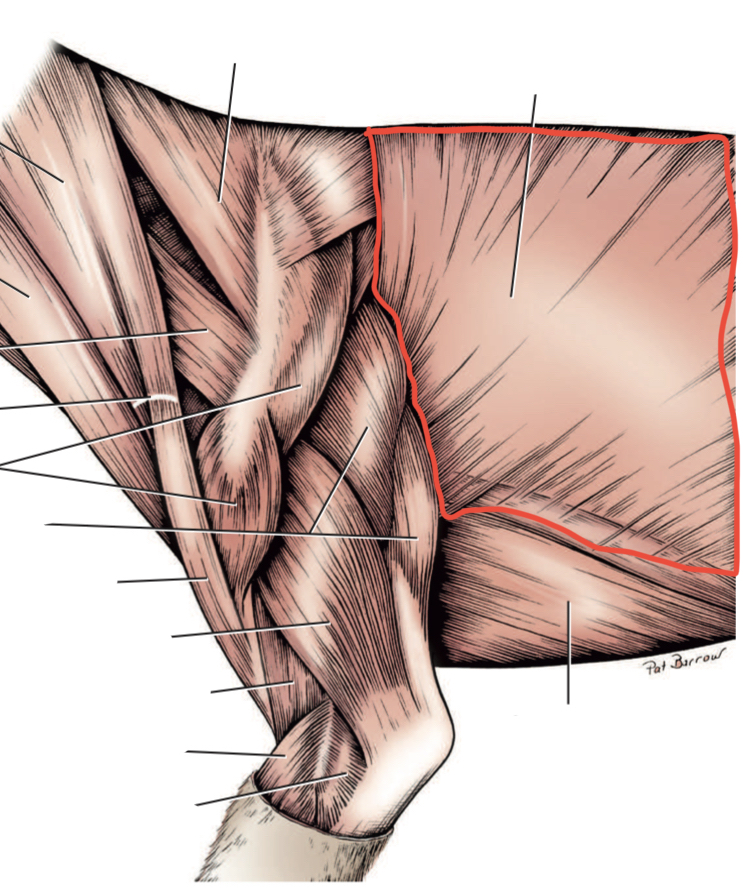 Which muscle is outlined in red