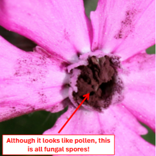 <p><span style="color: rgb(7, 7, 7);"><span>Some species of Uromyces (Pucciniomycotina) make “pseudoflowers” on Euphorbia spp. The pseudoflowers prevent the plant from flowering, and lure insects with drops of honeydew! </span></span></p><p><span style="color: rgb(7, 7, 7);"><span>Another group of Pucciniomycotina, the Microbotrytales (‘anther smuts’) resemble pollen.</span></span><span style="color: rgb(7, 7, 7);"><br></span><span style="color: rgb(7, 7, 7);"><span>These are flower parasites spread by insects.</span></span></p>