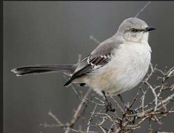 <p>What is the common name of this species</p>