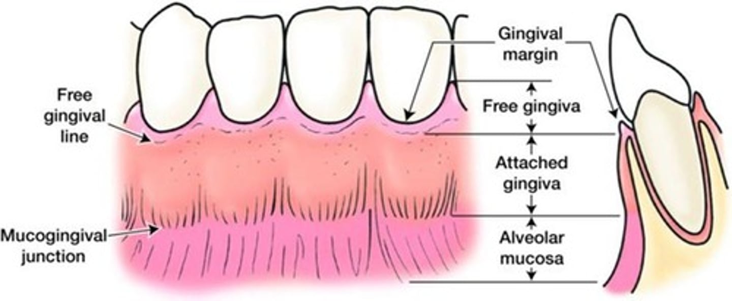 <p>The part of the gingiva that surrounds the tooth like a turtleneck and is attached by the JE. </p>