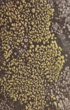 <p>What type of lichen is this?</p>