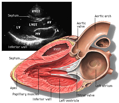 <p>A basic 3-lead EKG is applied to monitor the patient's heart rate and rhythm during the exam.</p>
