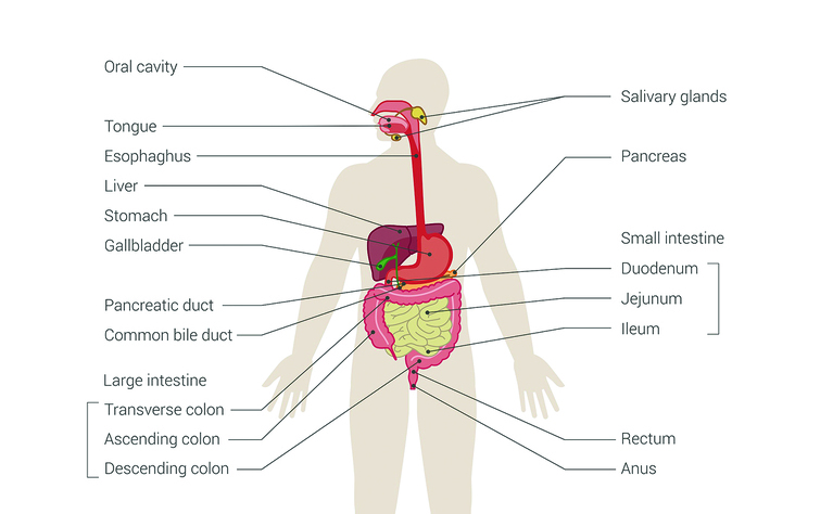<p>This system is responsible for breaking down food into nutrients that the body can absorb and use for energy, growth, and repair.</p>