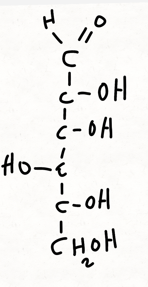 <p>a rare sugar occasionally found in bacterial polysaccharides</p>
