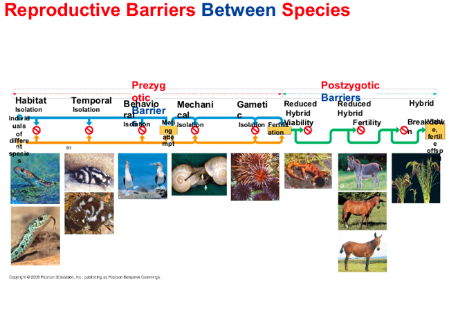 <p>is the existence of biological factor(barriers) that impede two different species from producing viable, fertile offspring.</p>