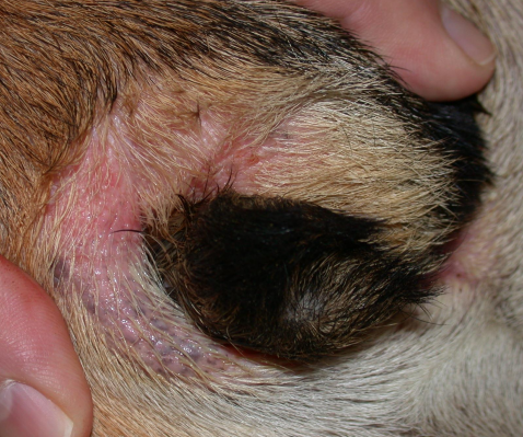 <ul><li><p><span style="color: rgb(136, 136, 136);"><strong>Et: </strong></span><strong>skin folds, superficia</strong>l</p><ul><li><p>Facial, lip, cork-screw tail, vulva</p></li></ul></li><li><p><span style="color: rgb(136, 136, 136);"><strong>Cs: </strong></span>erythematous, macerated folds, malodor, dental dx, UTI, scooting</p><ul><li><p><u>non painful/pruritic&nbsp;</u></p></li></ul></li><li><p><span style="color: rgb(136, 136, 136);"><strong>Tx:</strong></span><strong> </strong>weight loss, Sx excision/amputation, cleansing wipes, med shampoo, topical antibiotic&nbsp;</p><ul><li><p>Good prognosis</p></li></ul></li></ul><p></p>