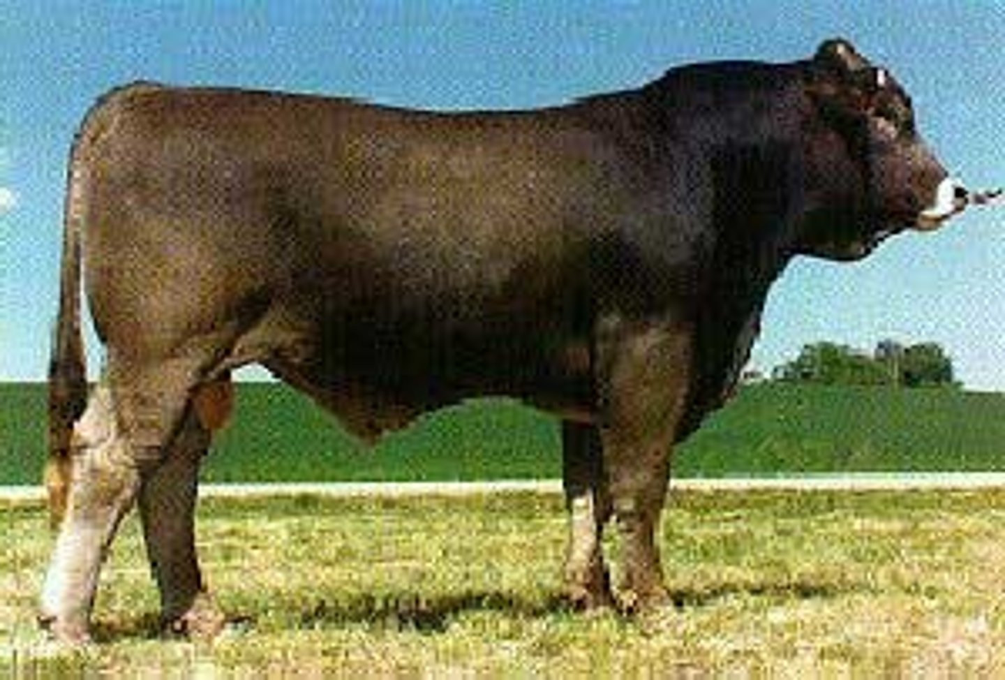 <p>Continental (EUROPEAN) cattle breed:</p><p>-from Switzerland</p><p>-grey in color with a light border</p><p>-Beef Brown Swiss</p><p>-may have large impact on U.S. beef production in future</p>