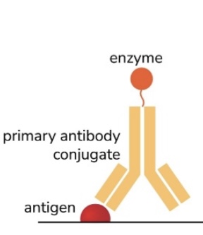 <p>ELISA </p>