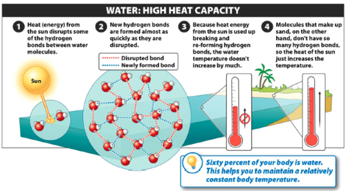 A property of water. Water can absorb lots of heat before changing temperature