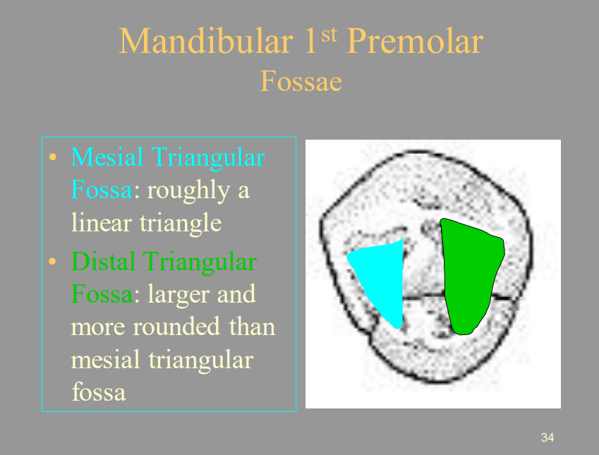 <p>A) Larger And More Rounded Than The Mesial Triangular Fossa</p>