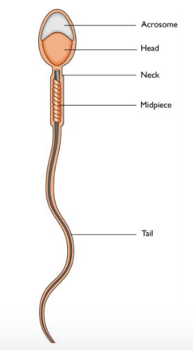 Spermatozoon (sperm)