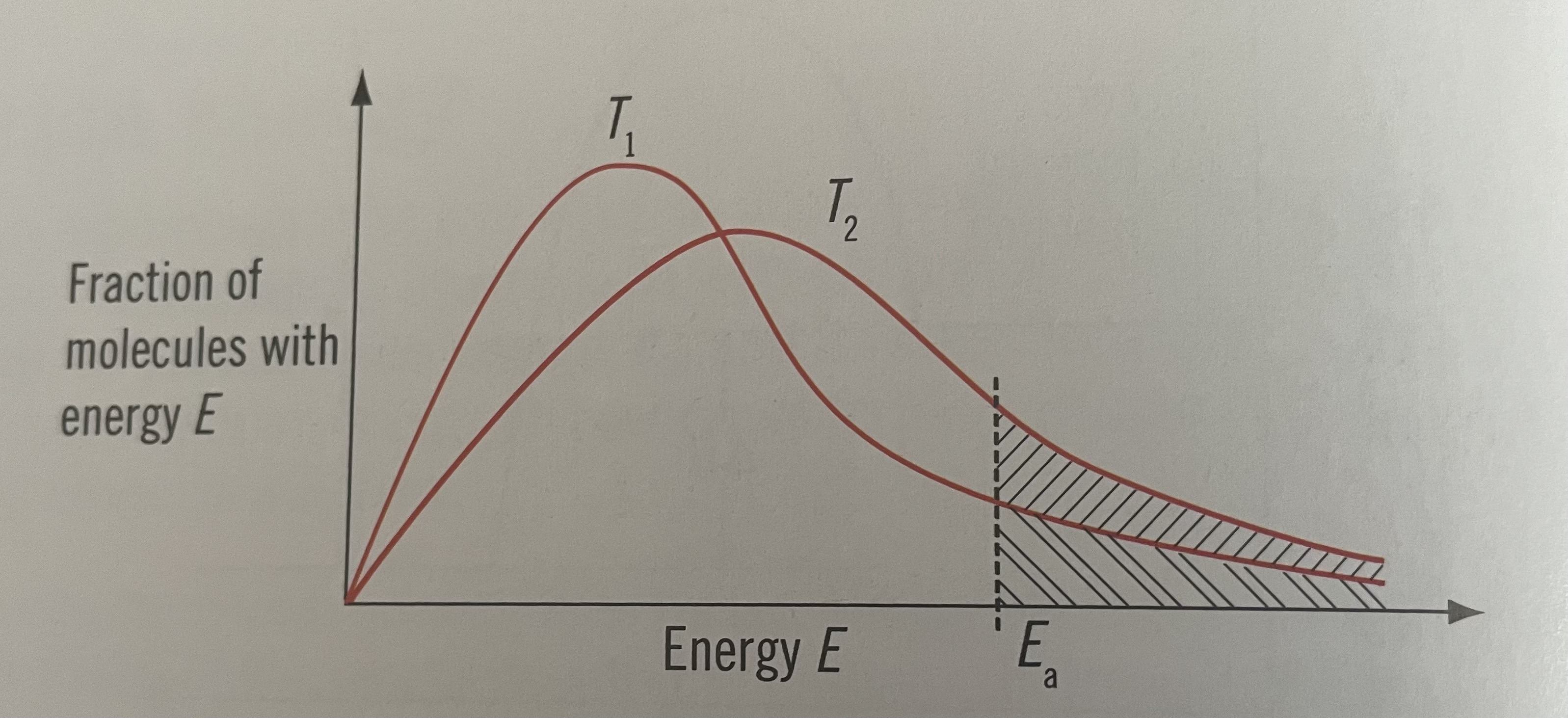 <ul><li><p>curve moves the right towards higher energies</p></li><li><p>Curve is flatter</p></li><li><p>At the higher temperature, more molecules have energy greater than or equal to Eact so the frequency of effective collisions increases and so does the rate </p></li></ul>