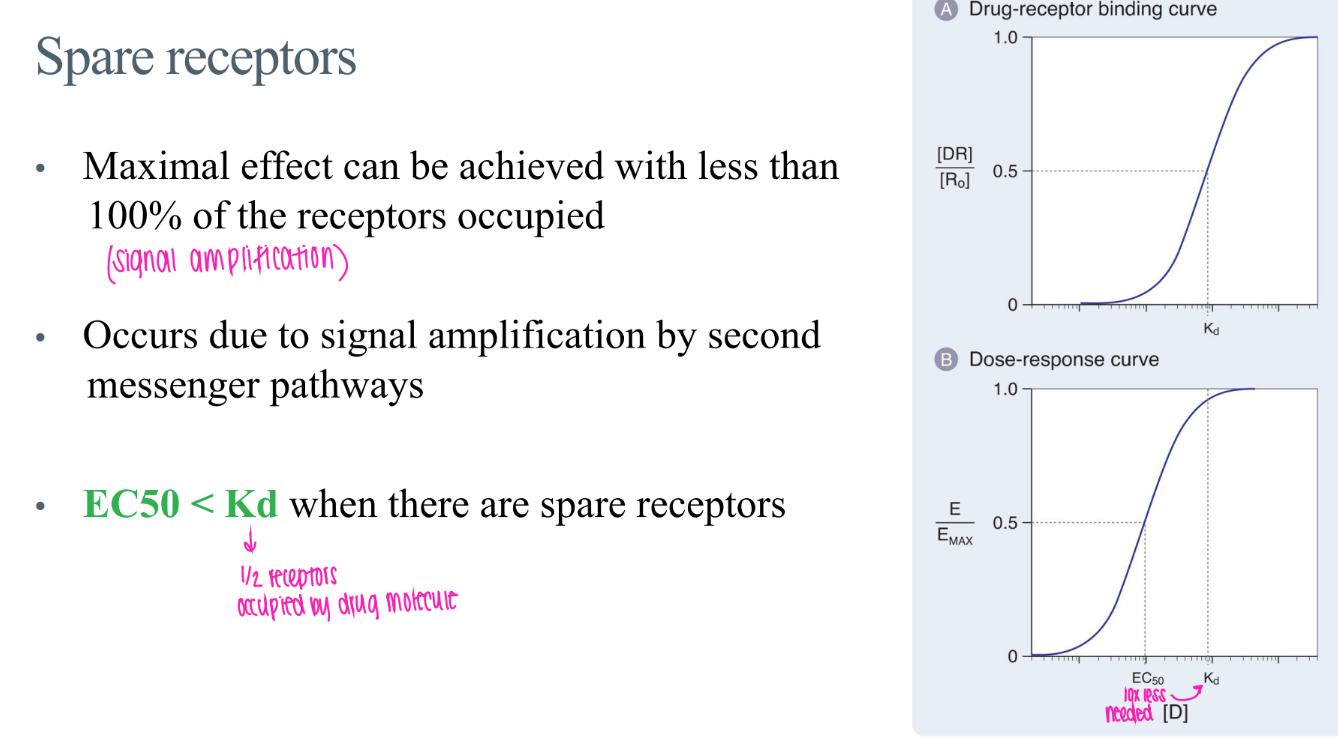 <p>there are MORE receptors present than actually NEEDED to be occupied to elicit a certain response. </p><p>signal amplification via 2nd messengers! </p>