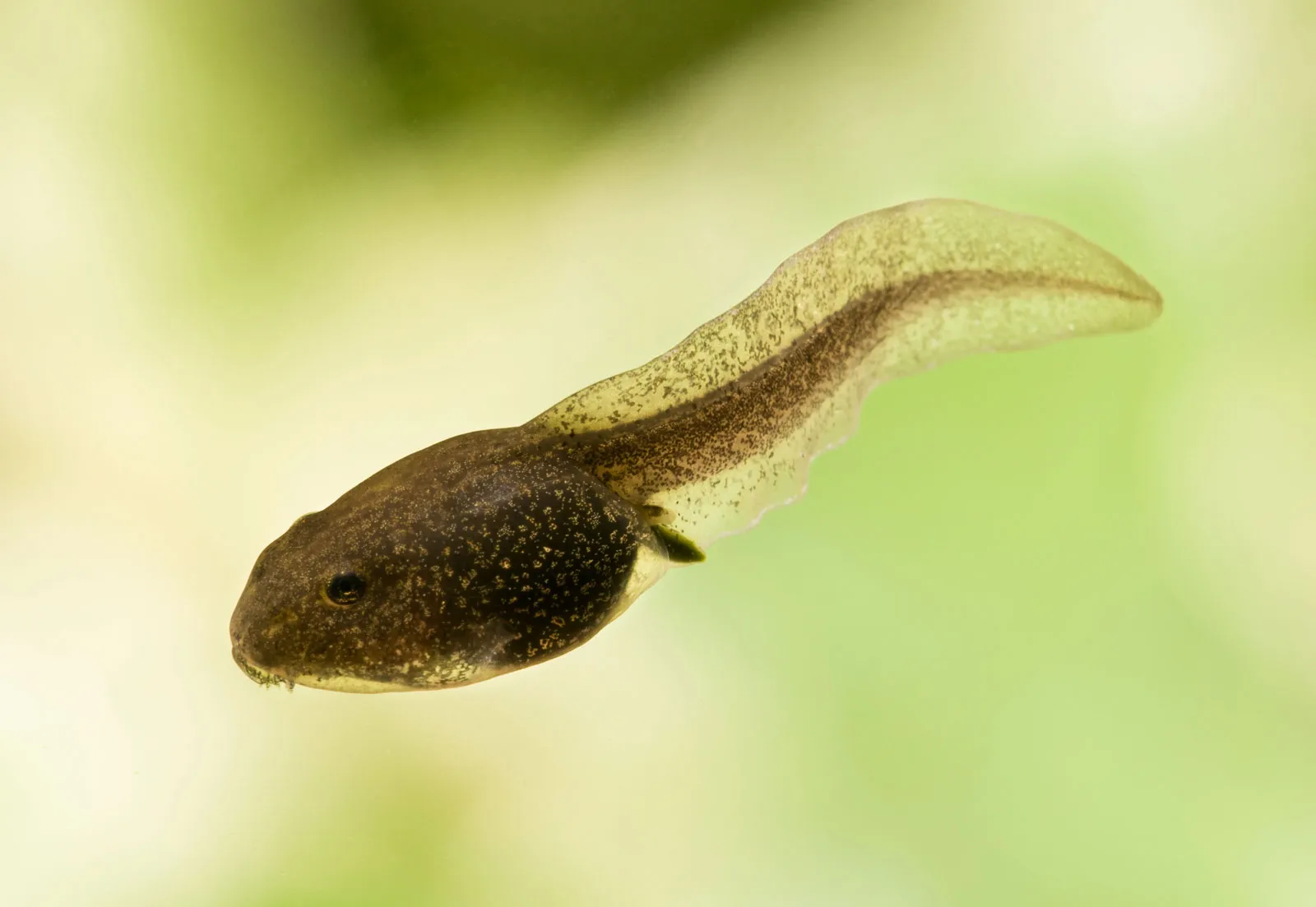 <p>tadpole</p>