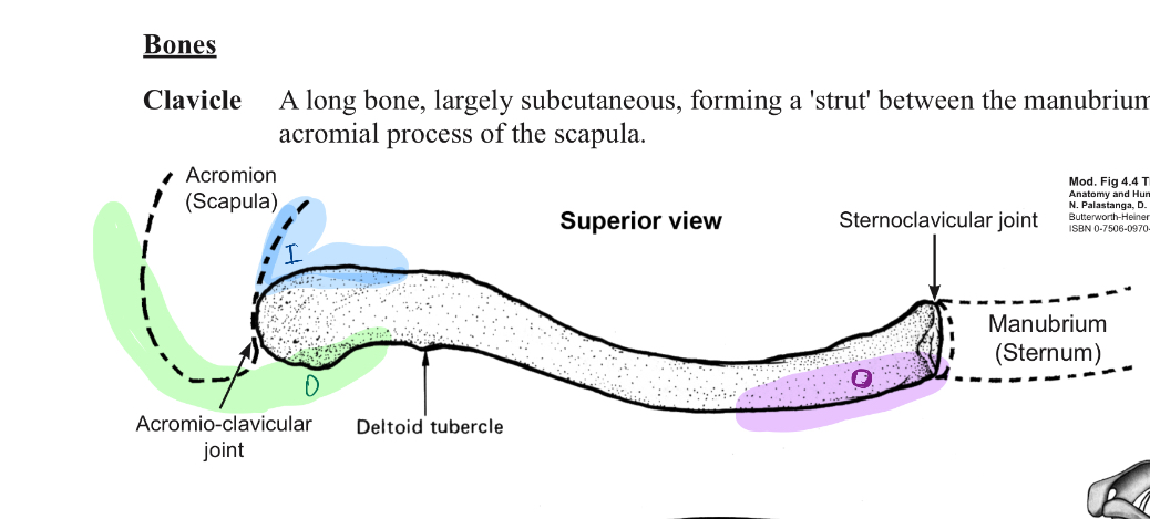 <p>What muscles insertions or origins are in the coloured sections?</p>