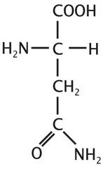 <p>Polar neutral. Contains 2 NH2 but is still neutral at pH 7 (similar exception trp, gln, asn)</p>