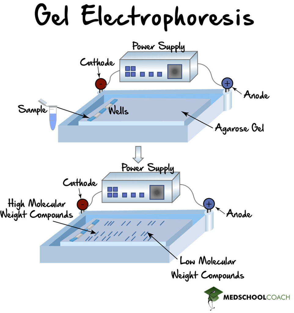 <p>Samples with DNA fragments loaded into wells of the gel</p><p>Gel submerged into buffer solution, electric current is run through the gel</p><p>DNA samples begin near negative pole, to spread out as they are attracted to positive pole</p><p>Gel is porous, smaller DNA can slip through easier, they can travel further along gel in given period of time</p><p>One or more of wells filled with a DNA ladder, reference point for unknown fragments we already know the length of these samples so comparing the rest with these we know how long their’s are</p><p>Gel is dyed to see DNA fragments</p><p>shortest fragments in front and most charged</p>