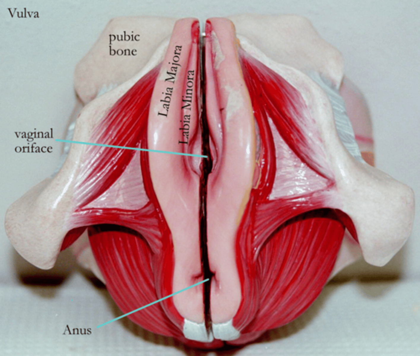<p>genetalia external to the vagina, includes mons pubis, labia, clitoris and glands</p>