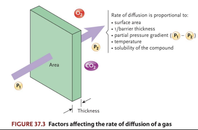 <p>Reflected in Fick’s Law of Diffusion (Rate = D A dC/dX)</p><ul><li><p>Large SA</p></li><li><p>Moist</p></li><li><p>Thin</p></li></ul><p></p>