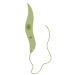 <p>Leishmania donovani Promastigote</p>