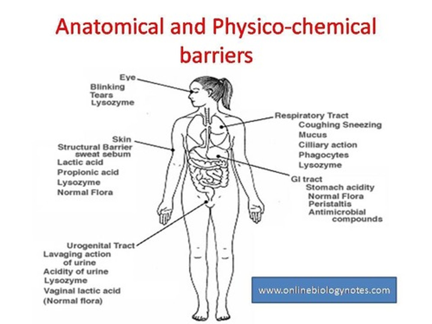 <p>Anatomic and physiological barriers.</p>