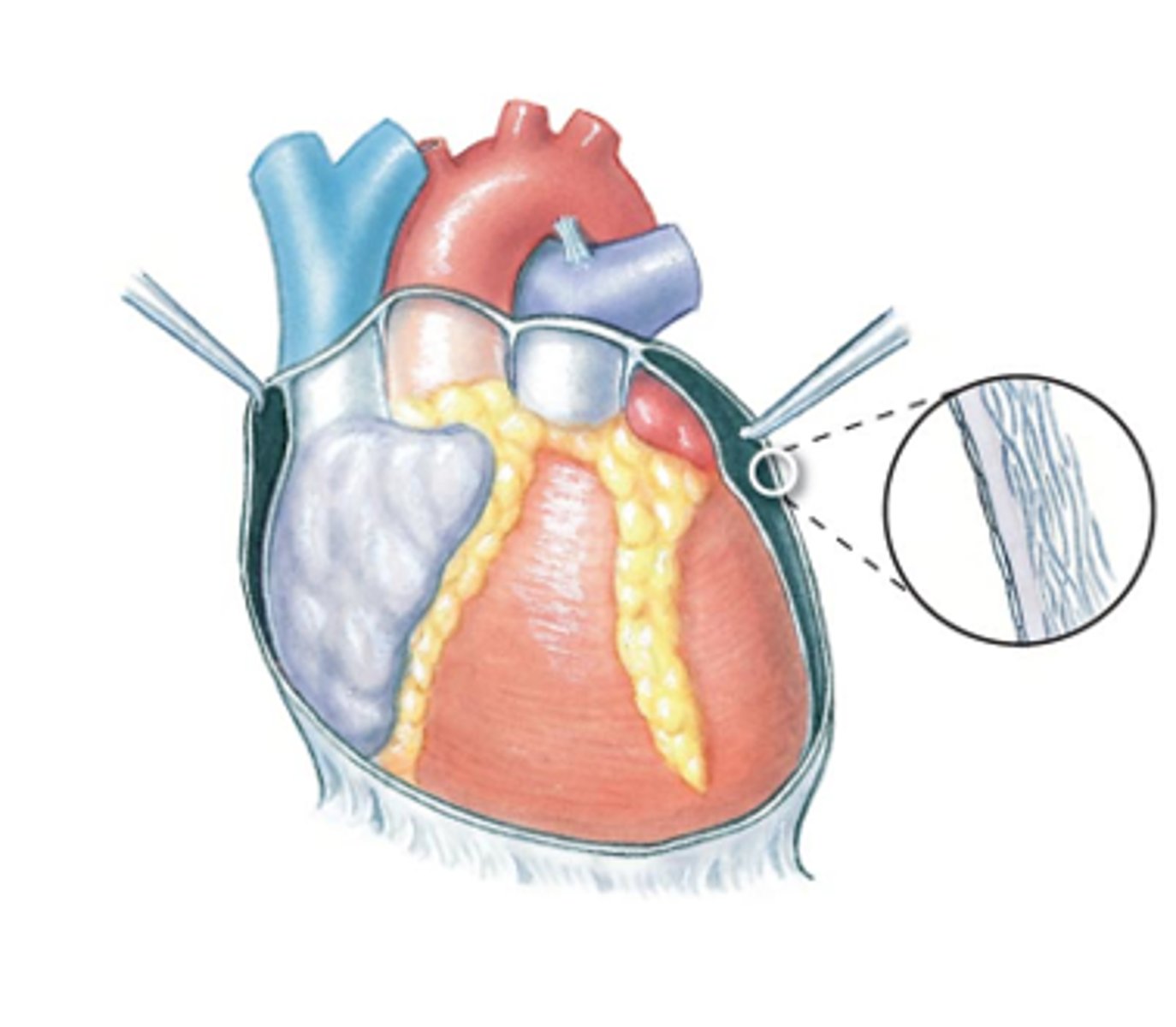 <p><br><span><span>the space where the heart sits</span></span></p>